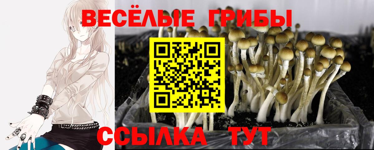 Богданович  Псилоцибиновые грибы прущие грибы  Вход с VPN 